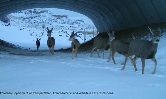 Wildlife-Vehicle Collisions