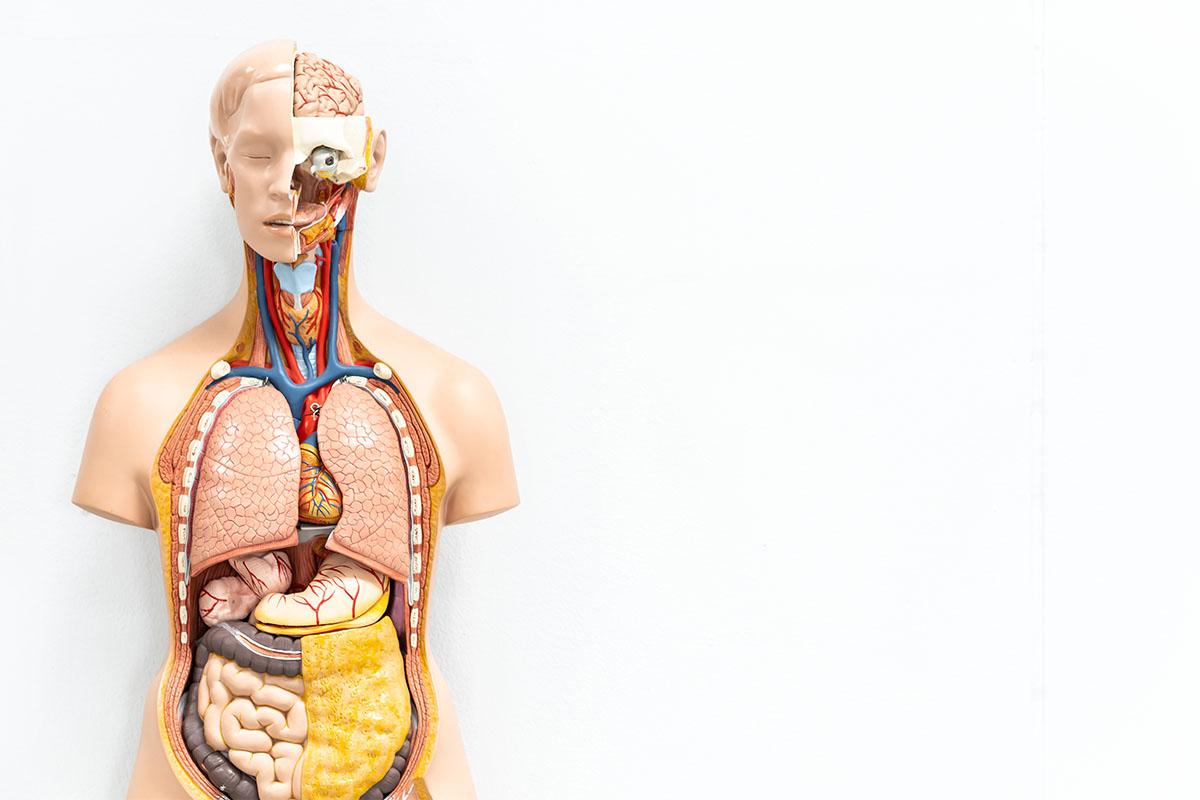 an anatomical model of the human body