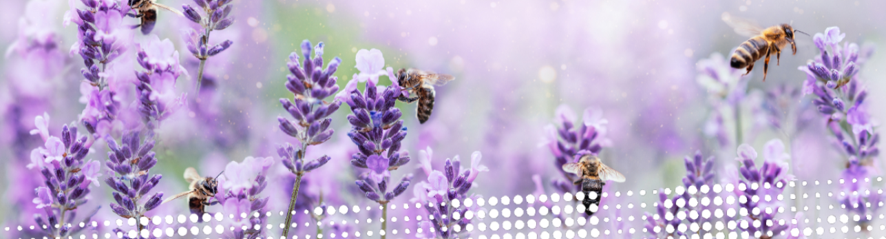 June Discover New books - Lavendar Flower with Bees