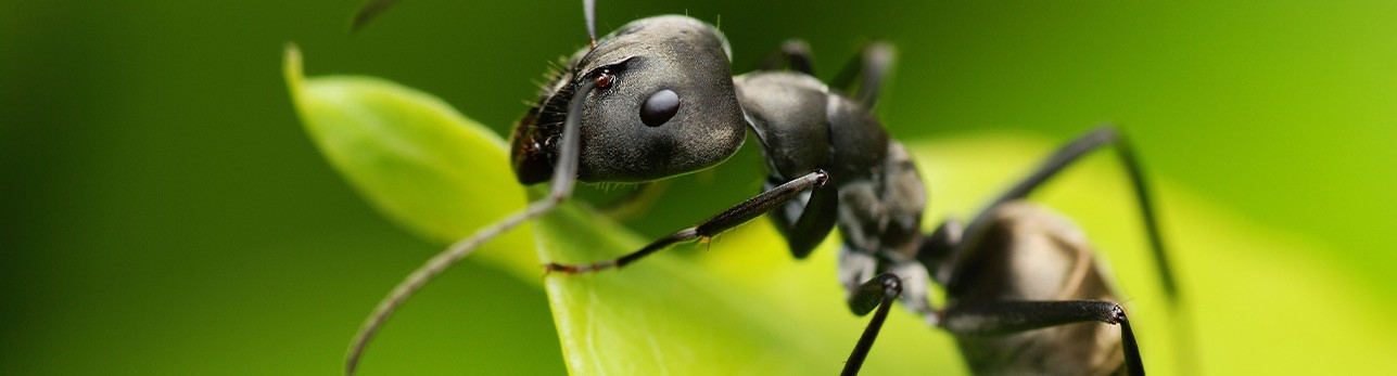 giant ant on a leaf