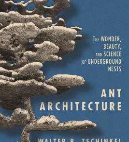 Ant architecture: the wonder, beauty, and science of underground nests