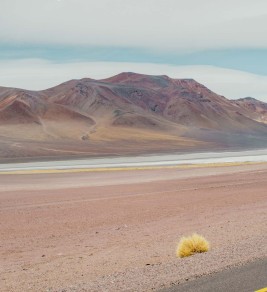 Desert Portraits: Tales from the Altiplano Desert Portraits: Tales from the Altiplano